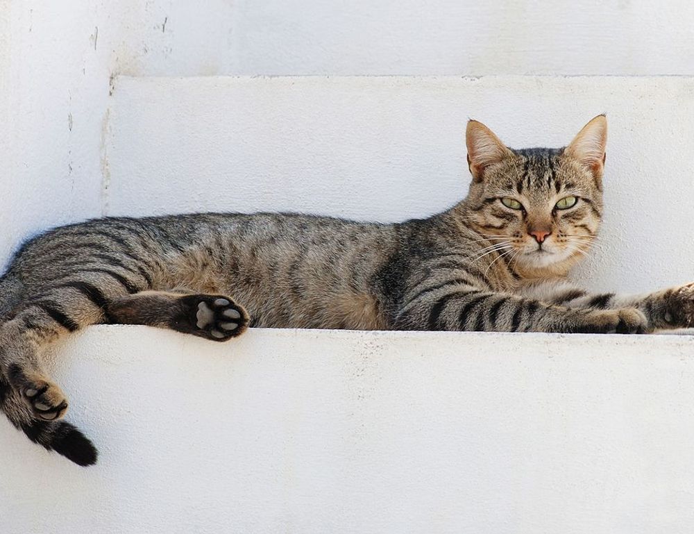 bitcoin tips drhcryptology