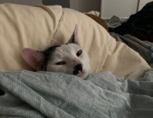 cryptocurrencies drhcryptology