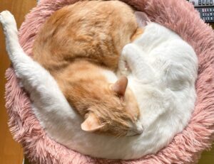 which crypto to buy for beginners drhcryptology