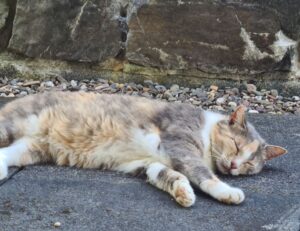 why crypto is a good investment drhcryptology