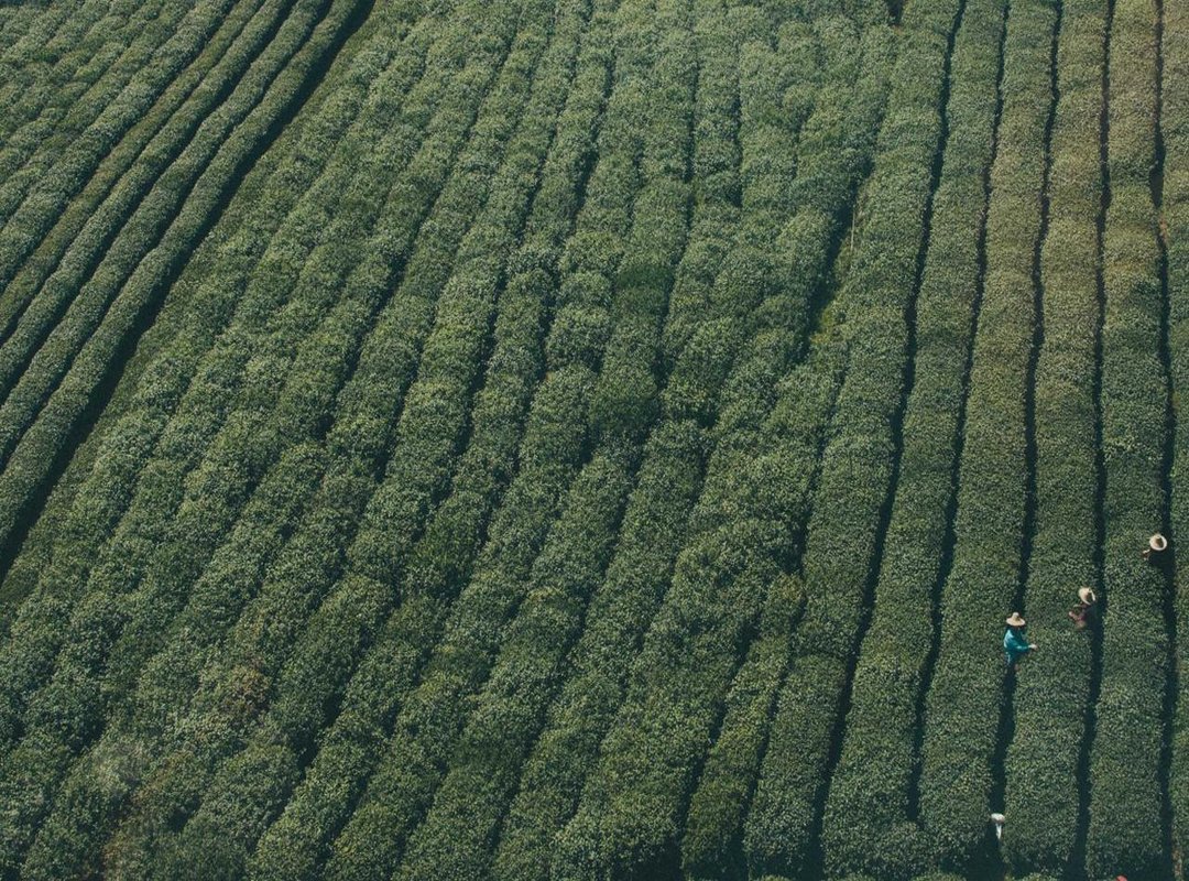 The Art of the Hunt: How the Gambuzino Prank Works